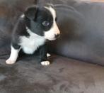 Prachtige bordercollie pups, Dieren en Toebehoren, Honden | Herdershonden en Veedrijvers, Sheepdog, CDV (hondenziekte), 8 tot 15 weken