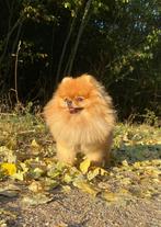 Pomeranian Bearface ervaren Dekreu FCI stamboom, Dieren en Toebehoren, Reu, 1 tot 2 jaar, Eén hond, Nederland