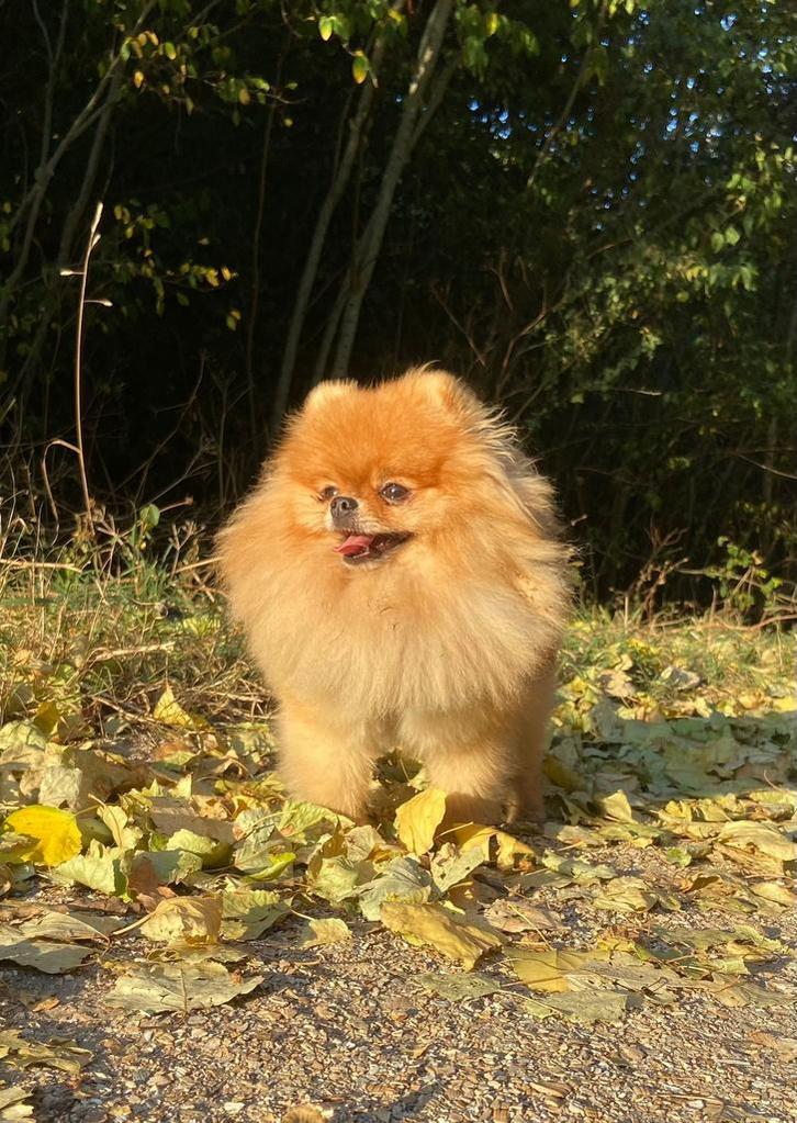 Pomeranian Bearface ervaren Dekreu FCI stamboom, Dieren en Toebehoren, Honden | Dekreuen, Reu, Particulier, Eén hond, Nederland
