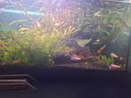 Compleet aquarium, Ophalen of Verzenden, Zo goed als nieuw, Gevuld zoetwateraquarium