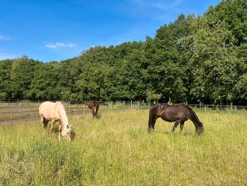 Plek vrij op PP in Rucphen, Dieren en Toebehoren, Stalling en Weidegang, Weidegang