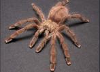 0-0-1 Caribena laeta  €30 incl. bakje, Hagedis, Met terrarium