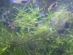 Endler Guppies, Dieren en Toebehoren, Vissen | Aquariumvissen, Vis