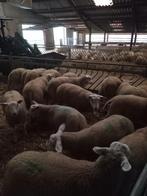 Swifter dekrammen zwoegervrij en ARR/ARR, Dieren en Toebehoren, Schapen, Geiten en Varkens, Mannelijk, Schaap, 0 tot 2 jaar