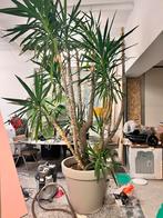 Diverse planten collectie, Ophalen, Overige soorten, Halfschaduw, In pot