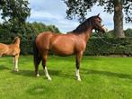 Mooie welsh sectie A merrie, Dieren en Toebehoren, Pony's, Merrie, A pony (tot 1.17m), 3 tot 6 jaar, Onbeleerd