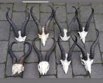 6 Springbok schedels maar €200! Ook los hoorns Afrika gewei, Ophalen of Verzenden, Zo goed als nieuw, Hert, Schedel