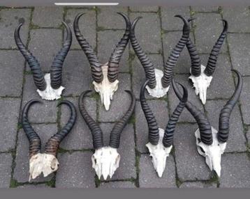 6 Springbok schedels maar €200! Ook los hoorns Afrika gewei
 beschikbaar voor biedingen
