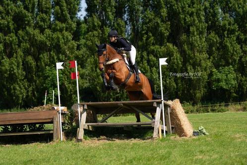 Lieve allround merrie, Dieren en Toebehoren, Paarden, Merrie