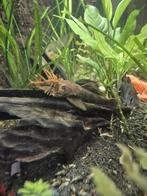 Pleco kweek koppel met kleintjes, Vis, Zoetwatervis
