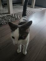 9 maanden oud, Dieren en Toebehoren, Katten en Kittens | Overige Katten, Poes