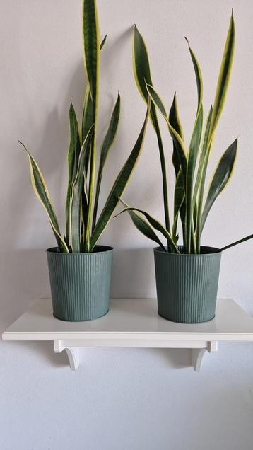 2 leuke planten met pot beschikbaar voor biedingen