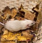 Lieve tamme ratten ( man) rechtstreeks van de fokker, Dieren en Toebehoren, Knaagdieren, Rat, Mannelijk, November, Tam