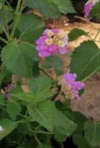 Wisselbloem Wit/Roze (Lantana aculeata), Ophalen of Verzenden, Zomer, Overige soorten, Volle zon