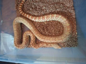 Bullsnake man te ruil of koop beschikbaar voor biedingen