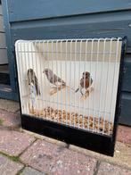 Harlekijn kanaries 2 poppen 1 man, Dieren en Toebehoren