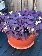 Paarse klavertje drie knolletjes (geluksplant), Ophalen of Verzenden, Overige soorten, Volle zon