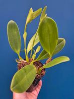 Orchidee Bulbophyllum Grandiflorum p12 (2), Huis en Inrichting, Kamerplanten, Ophalen of Verzenden, Halfschaduw, Minder dan 100 cm