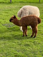 Te koop jonge alpaca bijna 1 jaar oud, Dieren en Toebehoren, Overige Dieren, Vrouwelijk, Alpaca