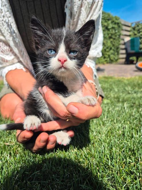 Nog 2 super leuke boerderijkatertjes, Dieren en Toebehoren, Katten en Kittens | Raskatten | Korthaar, Kater