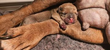 Uitzetgezin gezocht voor 2 reutjes beschikbaar voor biedingen