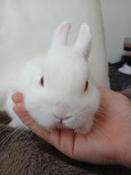 Lief rammetje, Dieren en Toebehoren, Konijnen, Mannelijk