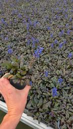 Ajuga Chocolate Chip vaste plant 9cm pot - bloeiende plant, Tuin en Terras, Ophalen of Verzenden, Overige soorten, Volle zon
