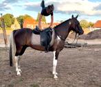 Braaf en betrouwbare 9 jarige Kinder D-pony 🤩🏆, Dieren en Toebehoren, Paarden, Gechipt, Minder dan 160 cm, B, Ruin