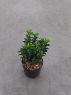 Euonymus jap green spire, Vaste plant, Bloeit niet, Halfschaduw, Ophalen