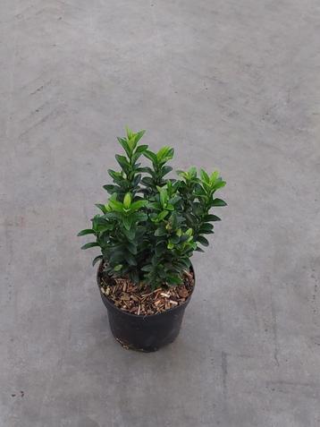 Euonymus jap green spire beschikbaar voor biedingen