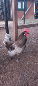 Haan gratis., Dieren en Toebehoren, Pluimvee