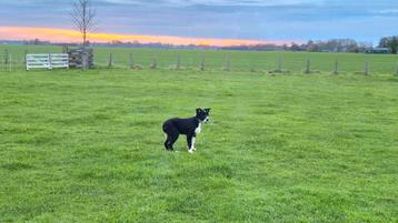 Mooie driekleur Border collie pup reutje met stamboom. beschikbaar voor biedingen