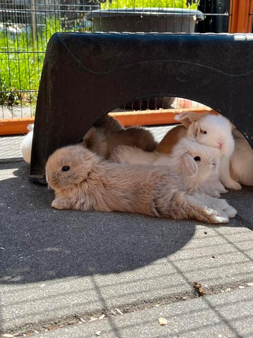 Mega schattig minilop rammetje, unieke kans🩵, Dieren en Toebehoren, Konijnen, Dwerg, Mannelijk