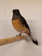 Te koop prachtige schamalijster pop, Dieren en Toebehoren, Vrouwelijk, Wildzangvogel, Geringd