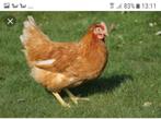 KNUFFELKIPPEN, Dieren en Toebehoren, Pluimvee, Vrouwelijk, Kip