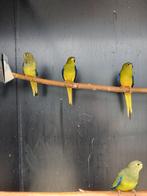 Elegantparkiet | broedkoppels | deskundig advies, Dieren en Toebehoren, Pluimvee, Meerdere dieren, Overige soorten