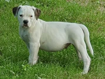 Prachtige en gezonde Amerikaanse bulldog pups met stamboom beschikbaar voor biedingen