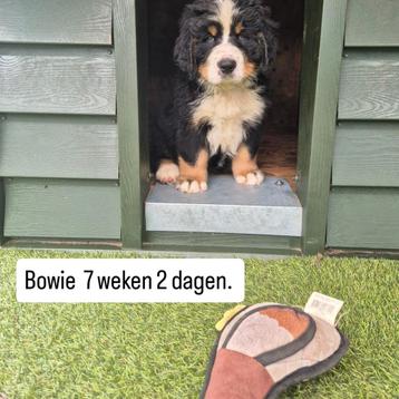 berner sennen pup met stamboom 1 reutje beschikbaar voor biedingen