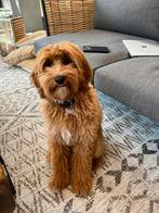 Gezocht: Labradoodle/Goldendoodle/Golden Retriever, Ophalen, Zo goed als nieuw