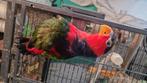 Zwartkop lorrie, Dieren en Toebehoren, Vogels | Parkieten en Papegaaien, Mannelijk, Parkiet, Pratend