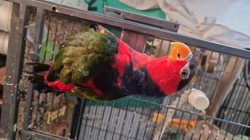Zwartkop lorrie, Dieren en Toebehoren, Vogels | Parkieten en Papegaaien, Parkiet, Mannelijk, Pratend, Tam, Geringd