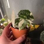 Alocasia melo variegata, Huis en Inrichting, Kamerplanten, Ophalen of Verzenden, Halfschaduw, Minder dan 100 cm
