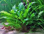 Cryptocoryne wendtii Groen – Sterke aquariumplanten, Ophalen of Verzenden, Nieuw, Plant(en), Steen of Hout