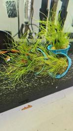 Aquarium Garnalen Neocaridina's wildkleur Mix 20VOOR15€, Dieren en Toebehoren, Vissen | Aquariumvissen, Kreeft, Krab of Garnaal