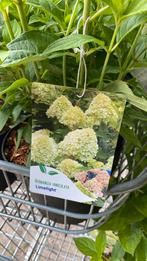 Hortensia limelight, Tuin en Terras, Planten | Tuinplanten, Ophalen, Zomer, Overige soorten, Halfschaduw
