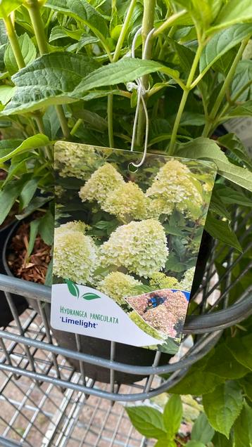 Hortensia limelight beschikbaar voor biedingen