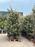 Elaeagnus ebbingei Compacta 160-180, Tuin en Terras, Planten | Bomen, Ophalen, In pot, Overige soorten, 100 tot 250 cm