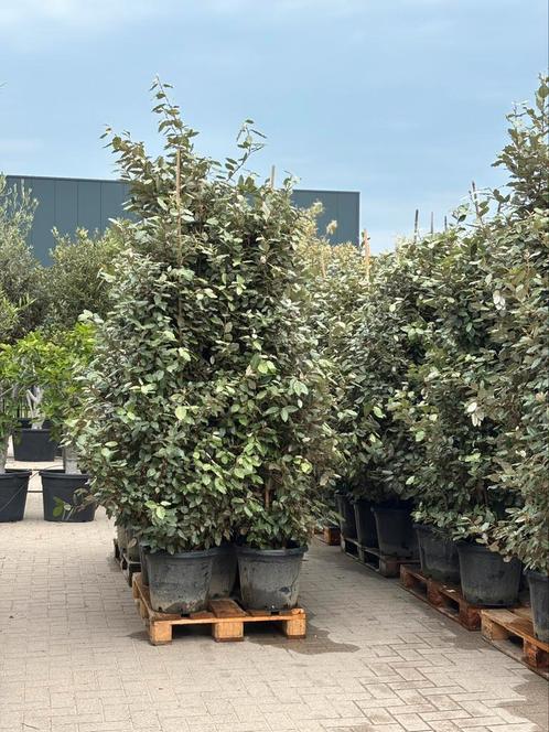 Elaeagnus ebbingei Compacta 160-180, Tuin en Terras, Planten | Bomen, Overige soorten, 100 tot 250 cm, In pot, Ophalen