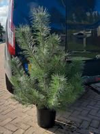 Grove den 100/120cm Pinus Sylvestris met kluit, Bloeit niet, Halfschaduw, Overige soorten, Minder dan 100 cm