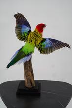 Opgezette prachtrosella (vliegend) - Wildernis Atelier, Ophalen of Verzenden, Nieuw, Vogel, Opgezet dier
